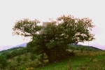 l'arbre à la cabane 1997