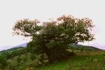 l\'arbre à la cabane 1997