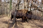 Bison 1997